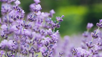How to plant lavender seeds – expert tips for successful sowing