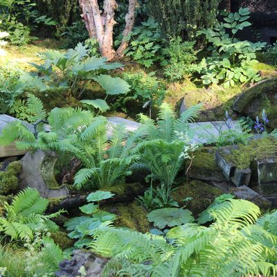 The best low-maintenance ferns for filling up shady spots in your garden, recommended by experts