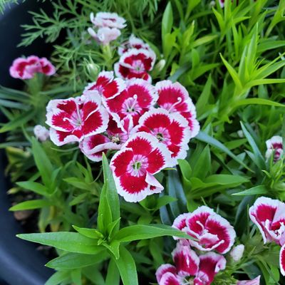 How to grow and care for sweet william - the ultimate plant to add vintage style and colour to your garden