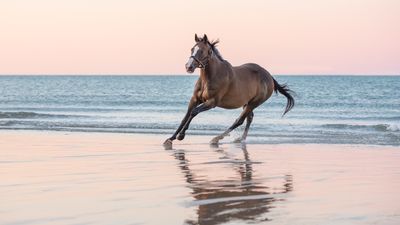 My dream photo kit: equine and animal photography