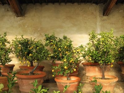 Fruit Tress In Pots — 10 Varieties That Will Elevate Your Backyard