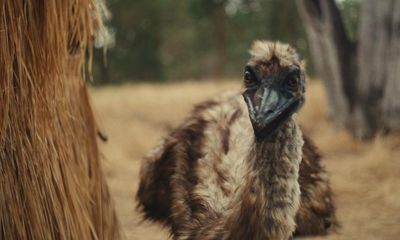 The Emu War review – wall-to-wall silliness that will make you laugh-out loud, sometimes