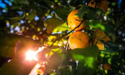 On winter solstice the oranges on my tree reach their peak – but I always leave one fruit hanging, past its prime