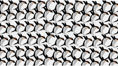 Brain teaser: Do you see a crow hidden amongst so many cute penguins?