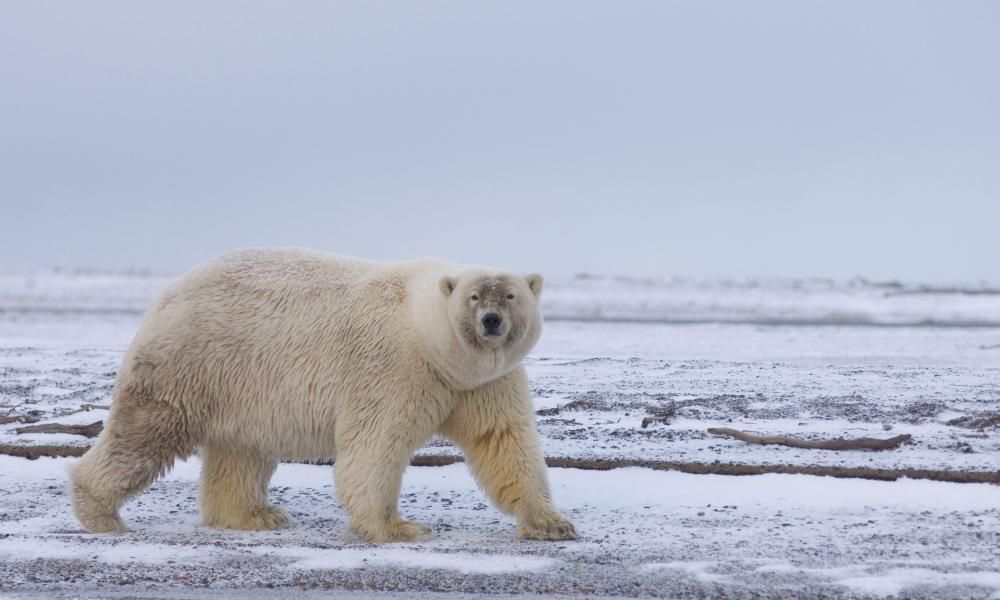 ‘Grolar’ Hybrid Of Grizzlies And Polar Bears Remains…