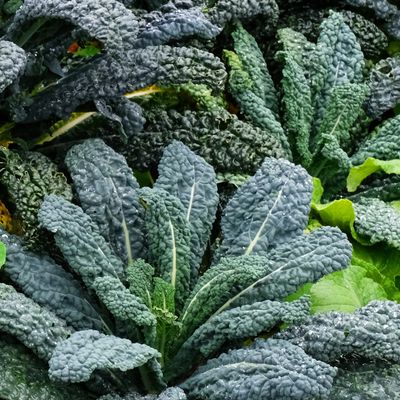 How to grow kale — expert tips for growing your own superfood