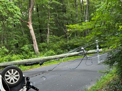 Minivan carrying more than a dozen puppies crashes in Connecticut. Most are OK