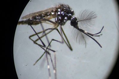 Los Angeles deploys lab-raised mosquitoes to fight those spreading dengue fever