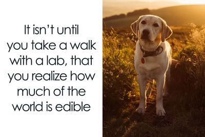 50 Soul-Healing Dog Memes That Are Cute And Funny At The Same Time