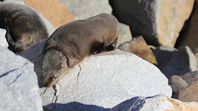 Plastic-trapped seal freed after months-long mission