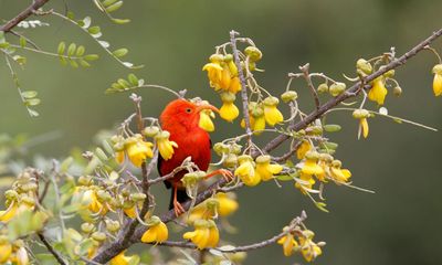 Millions of mosquitoes released in Hawaii to save rare birds from extinction