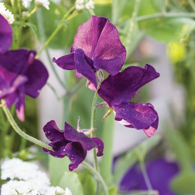 5 reasons your sweet peas aren't flowering - and what you can do to fix it