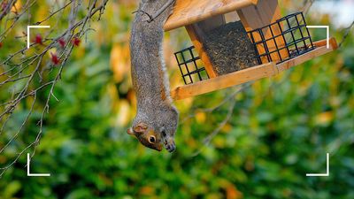 How to deter squirrels from your garden – tips from pest control experts