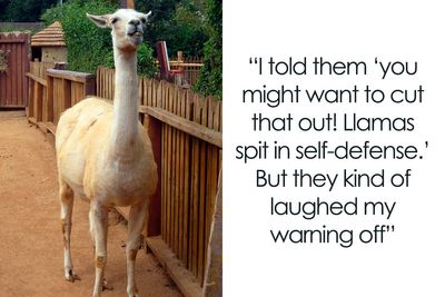 “The Llama Had Enough”: Zoo Keeper’s “Lesson” Sparks Parental Outrage