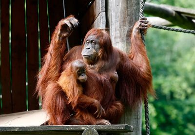 Watch as Walter the ‘oracle orangutan’ predicts result of Germany vs Switzerland at Euro 2024