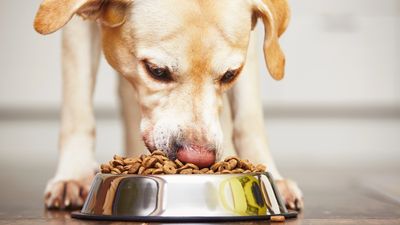 Dog food ingredients explained: A vet's guide to reading a dog food label