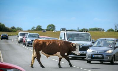 ‘We all get on well’: the town in England where cattle roam free