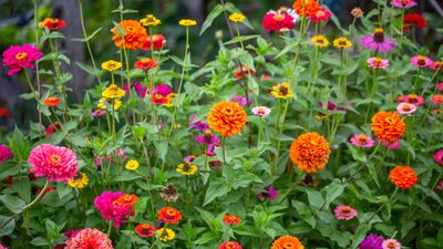 I'm a professional gardener, and this growing trick is proven to increase your zinnia flowers