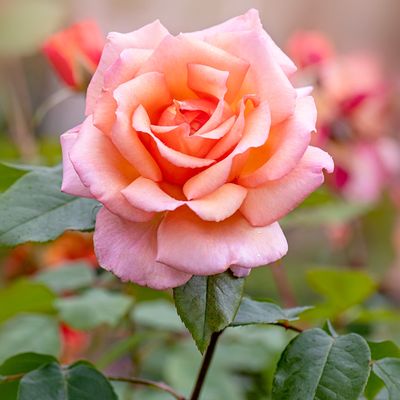 How to make your own rose fertiliser for the biggest and brightest blooms yet
