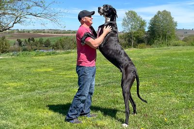 Meet Kevin, The World’s Tallest Living Dog From West Des Moines, Iowa