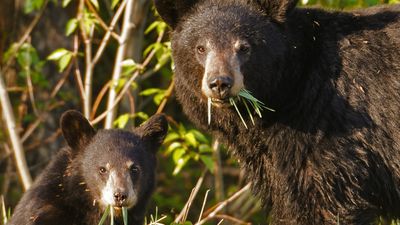 Rocky Mountain tourist learns the hard way not to get between a mother bear and her cubs