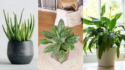 Looking for a natural air-cooling solution? Experts say these houseplants could be the answer to cooling your home in a heatwave