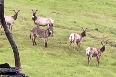 Diesel the escaped pet donkey found living with elk after five years