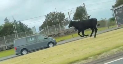 Video captures bullock running along main road near Scottish airport