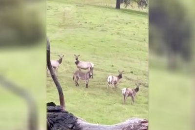 Pet donkey that vanished five years ago is spotted living with a herd of elk