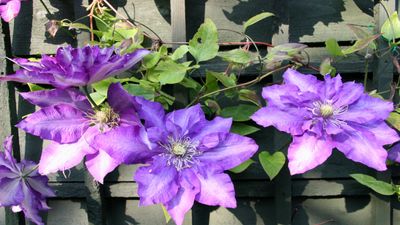 How to put up a wall trellis – to suit all types of climbing plants, even vegetables