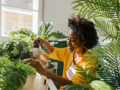 How to keep your plants protected during a heatwave