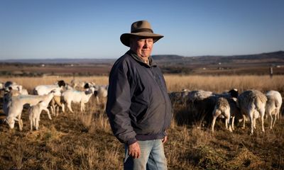 This Queensland farmer lost half his sheep in a bloody attack – but was it wild dogs or rogue pets?