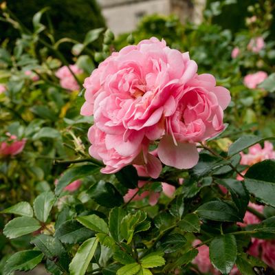 When to plant roses – the best times for bare-root plants and container-grown to have beautiful blooms adorning your garden