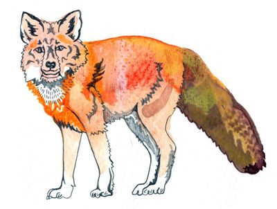 How many types of foxes are there and who invented wigs? Try our kids’ quiz