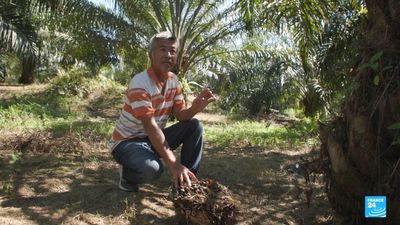 Malaysia's palm oil industry struggles to comply with EU regulations