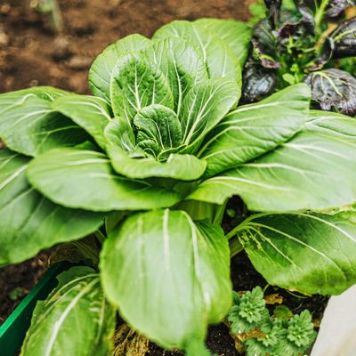 How to grow pak choi – get for a tasty crop in as little as five weeks
