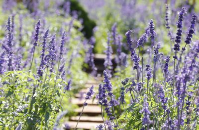 7 Vegetables That Love Lavender as Companion Plants — For Prettier, Pest-Repelling Growing Beds