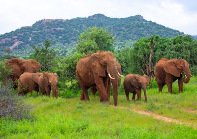 Do elephants really call to each other by name?