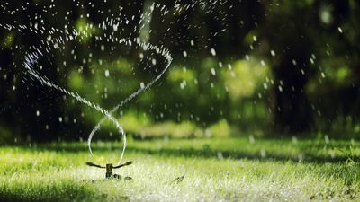 Does watering grass in the sun burn it? Lawn care experts debunk the myth