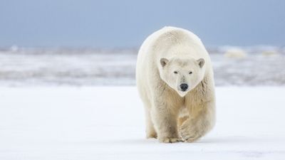 “Grolar bears” – grizzly-polar bear hybrids remain rare despite global warming, new study reveals