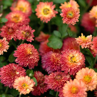 How to grow chrysanthemums — fill your garden with these classic colourful blooms