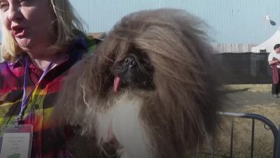 Dog with lolling tongue named world's ugliest in annual contest after five years of trying