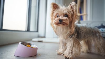 Why is my dog not food motivated?