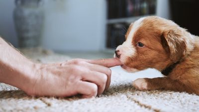 Is your puppy biting you? Here’s what to do, according to one trainer