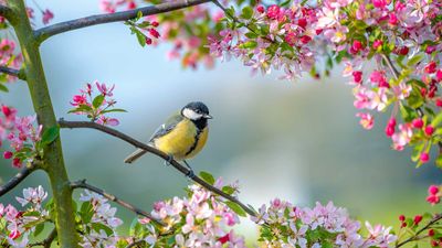 How to attract birds to your garden: expert-approved ways to welcome feathered friends