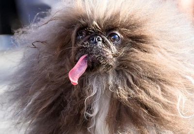 Eight-year-old pekingese Wild Thang wins World’s Ugliest Dog contest