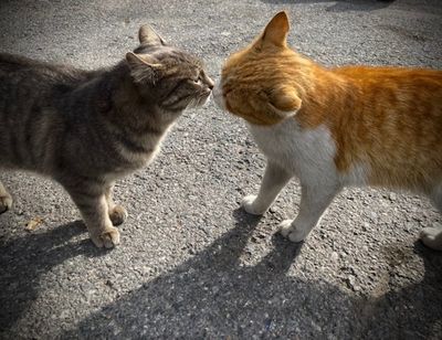 This Ingenious Trick Could Help Your Solitary Cat Adapt to a New Pet