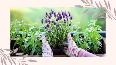 How to care for a lavender plant – an expert guide to ensure it thrives