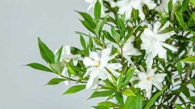 New gardenia is the super-scented plant you need for unrivaled fragrance, and it will thrive when the weather turns colder