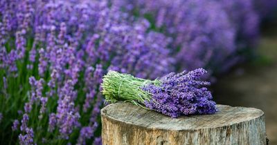 Can herbs really make you happier or is that a porky pie?